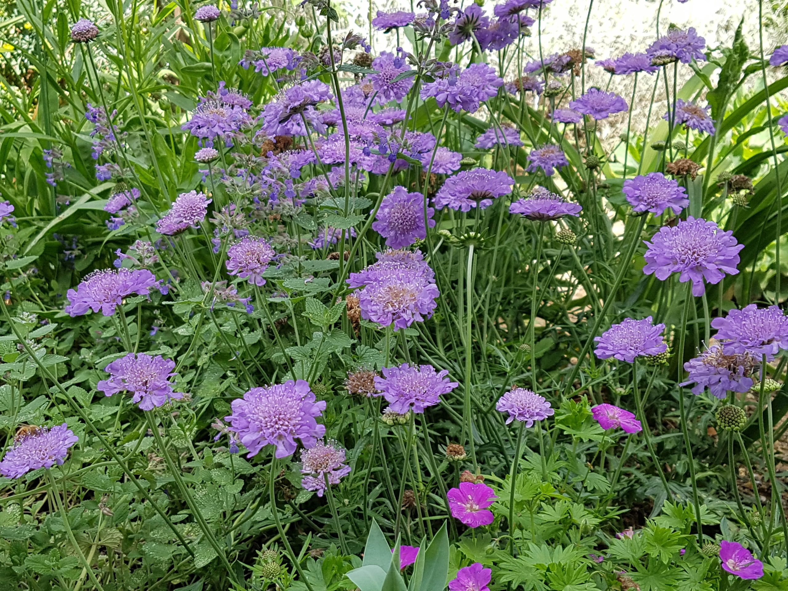 Scabiosa columbaria nana