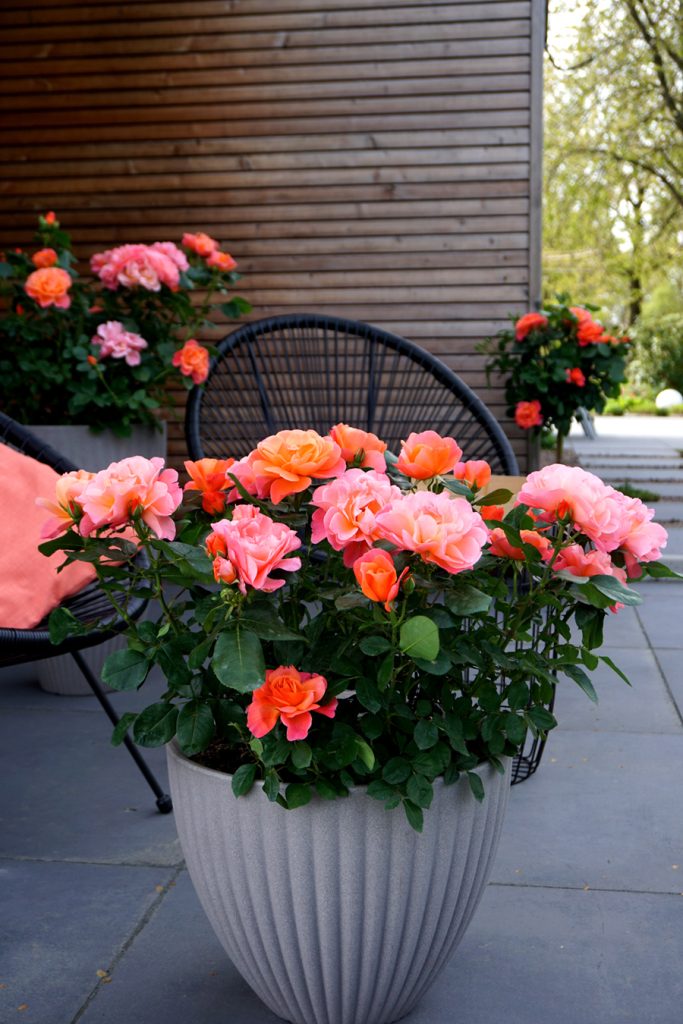 Rosa 'Sugar Candy Rose'
