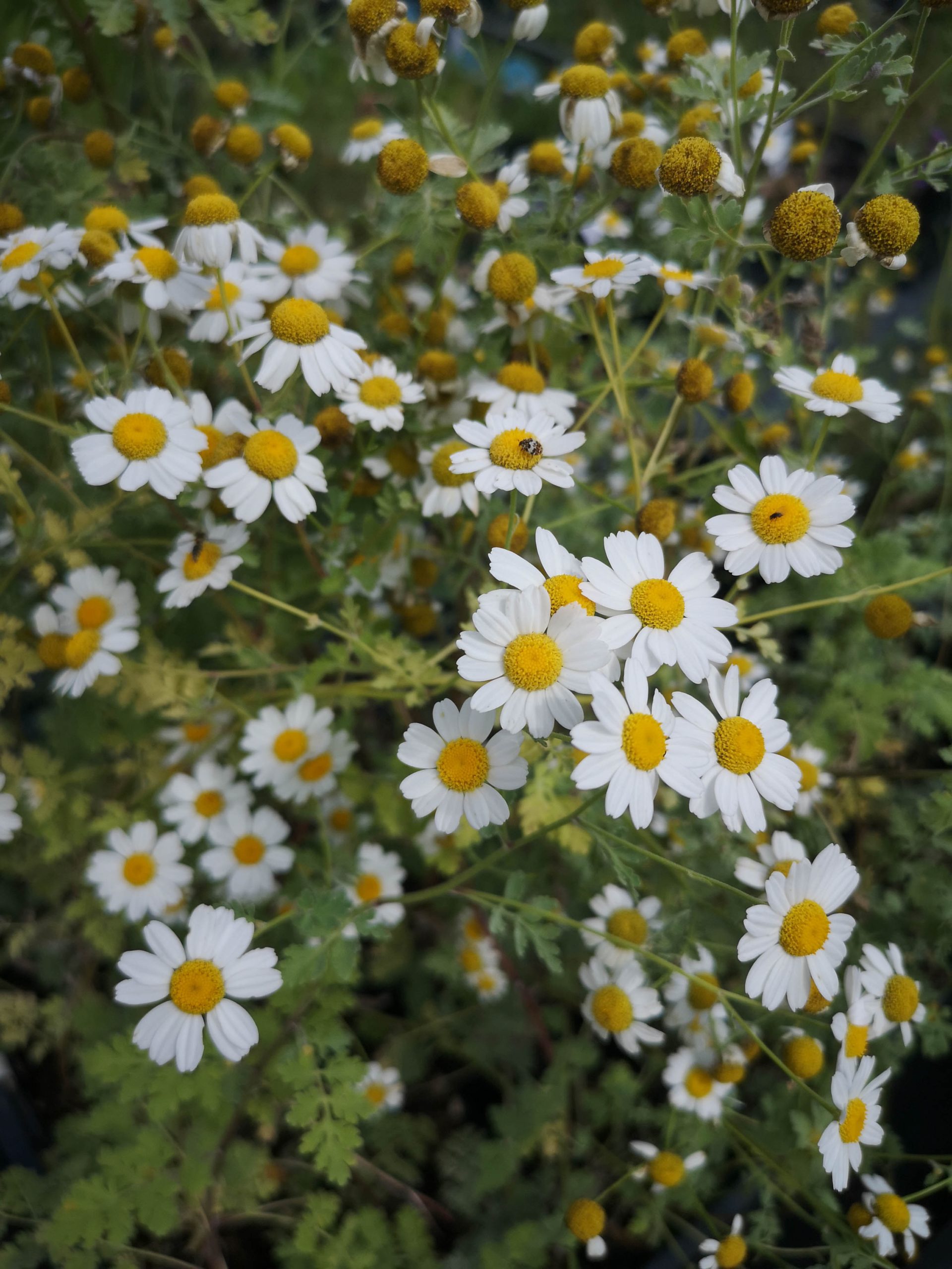 Tanacetum partenium 'Jack Pot'