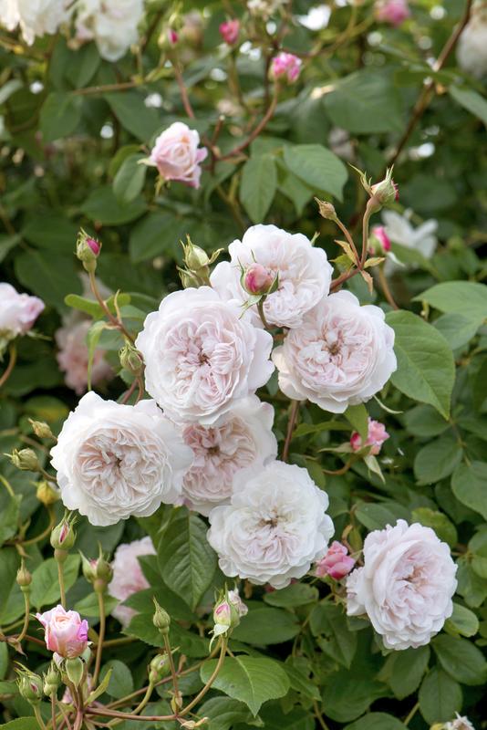 Rosa 'The Albrighton Rambler'
