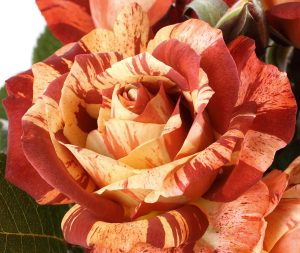 Rosa 'Tropical Lightning'
