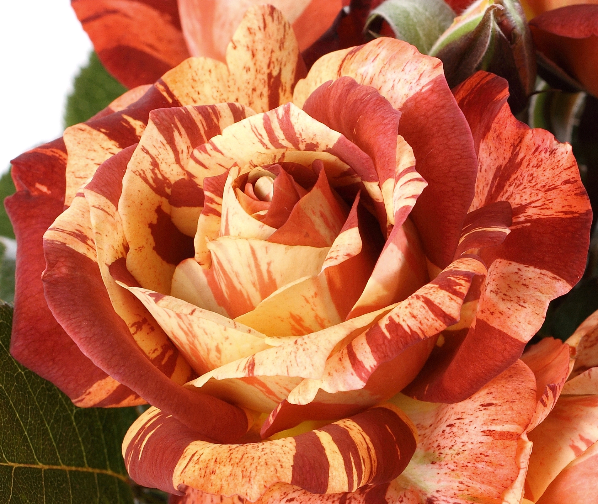 Rosa 'Tropical Lightning'