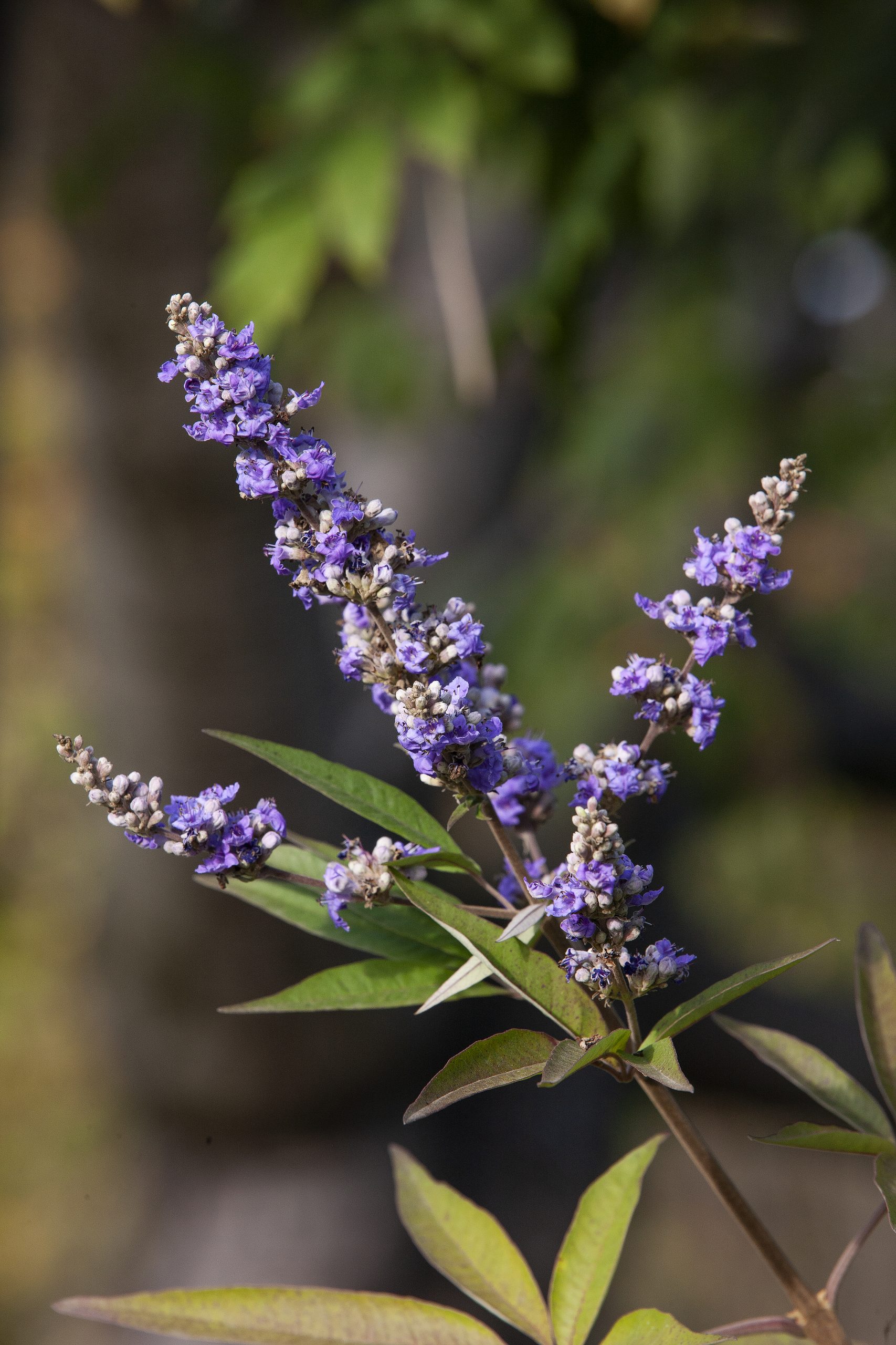 Vitex agnus-castus