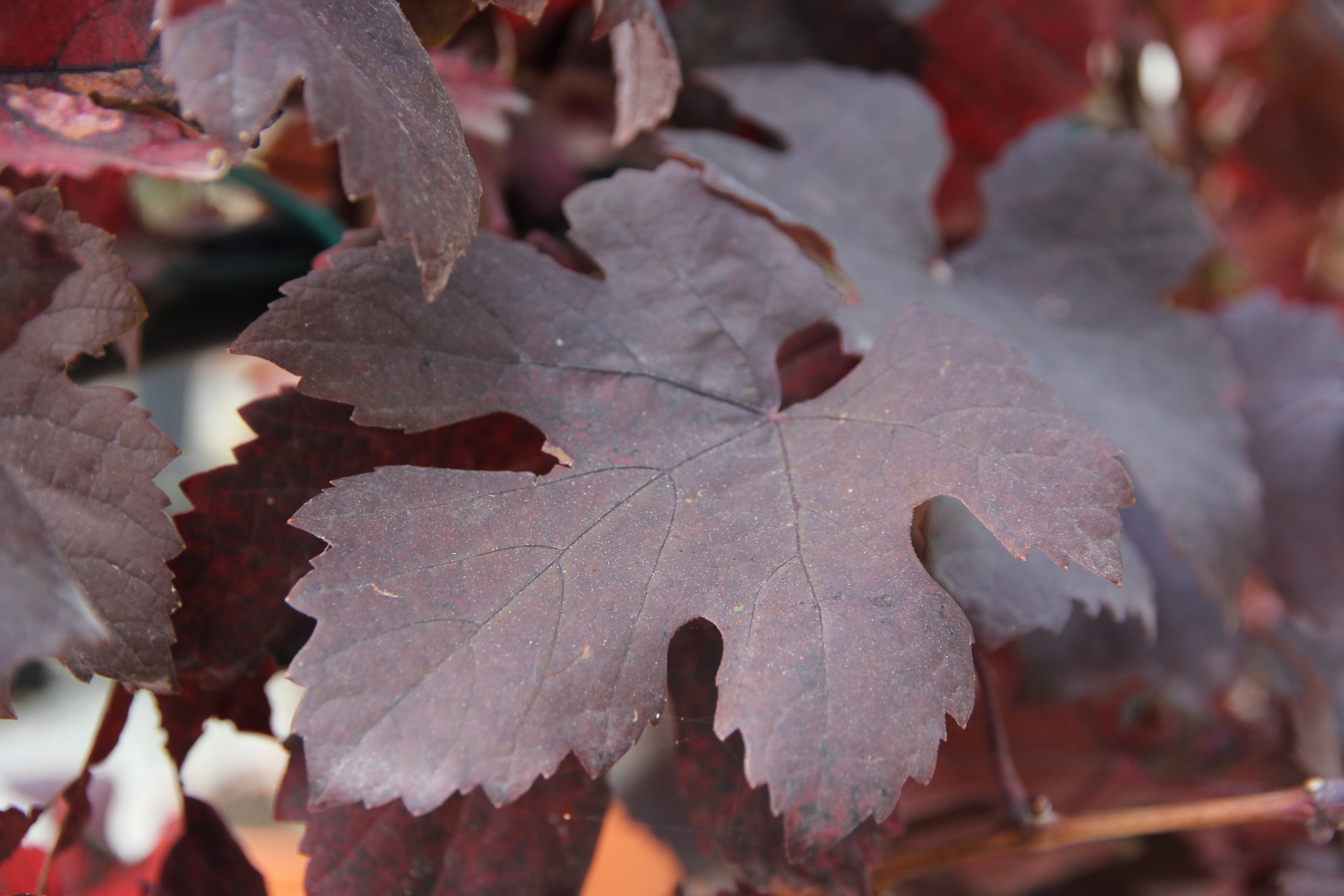 Vitis vinifera 'Purpurea'