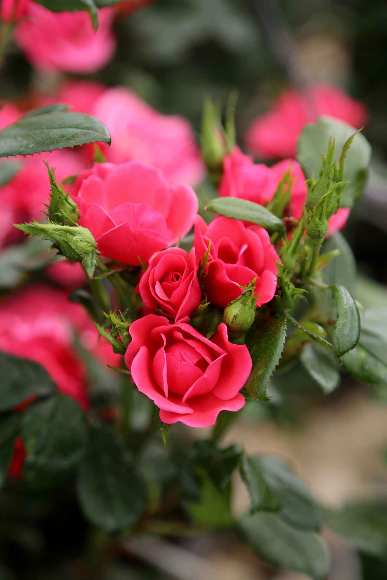 Rosa 'Zepeti Pink Glow'