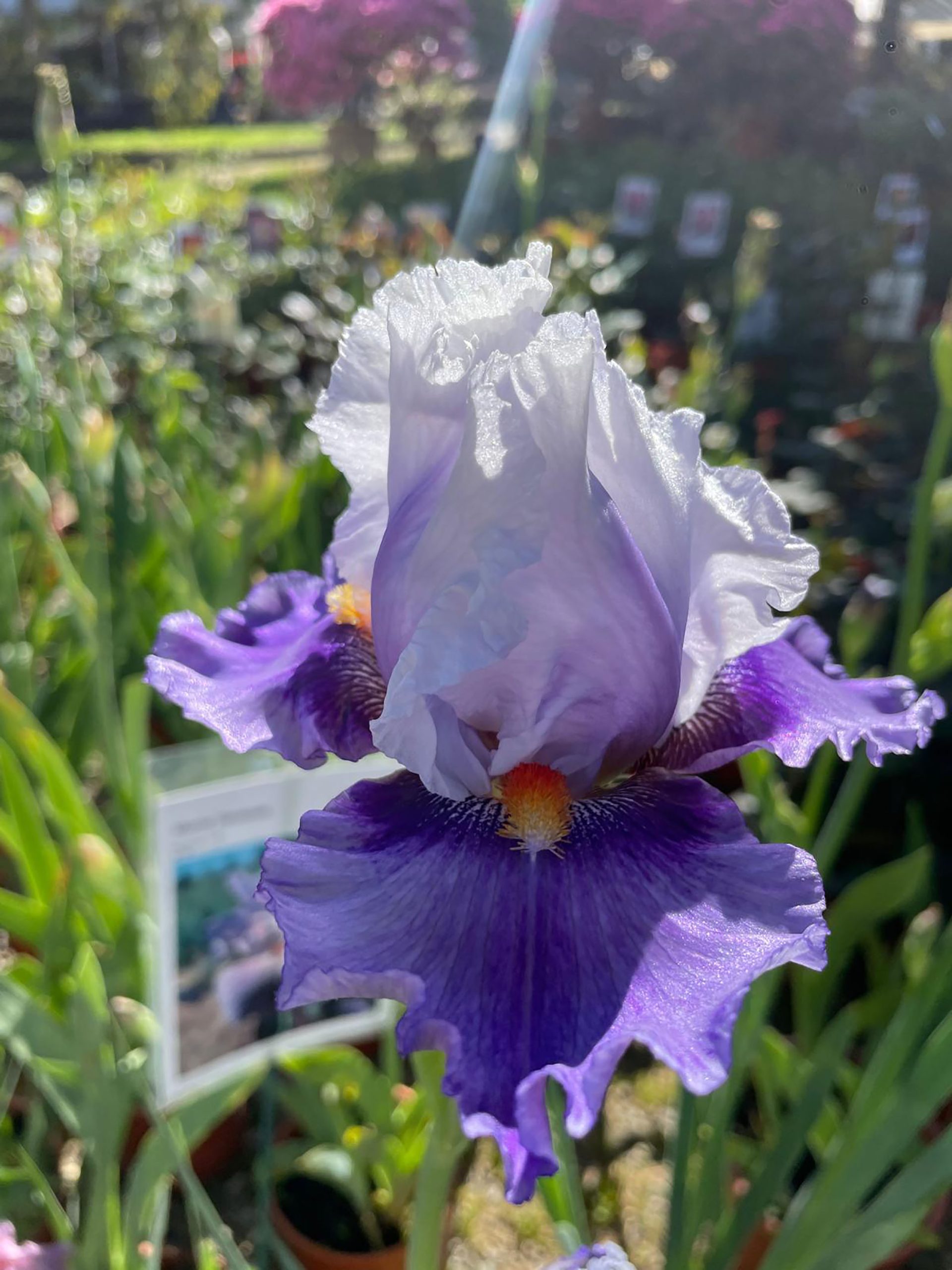 Iris 'Alpine Butterfly'