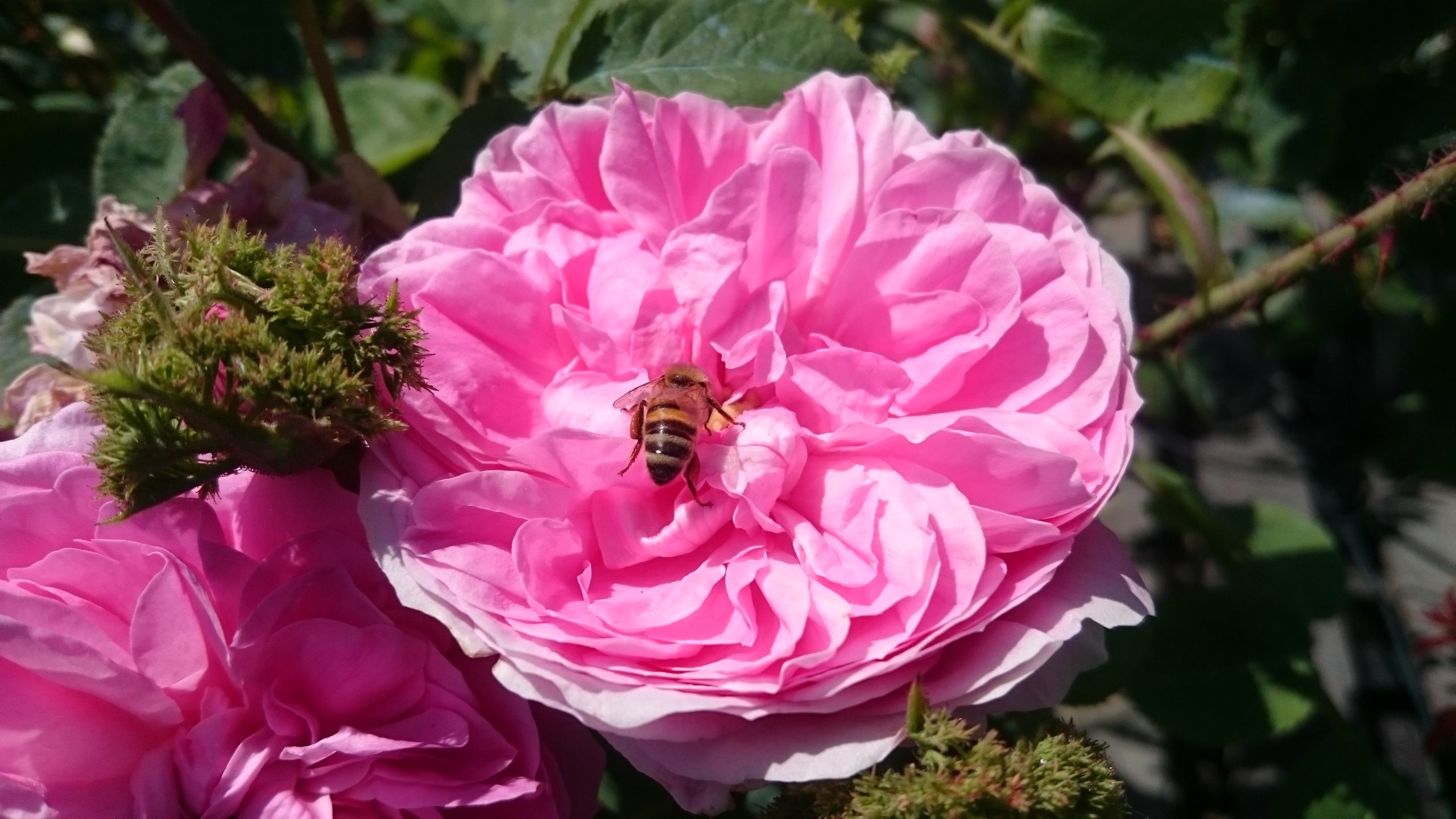 Rosa 'Chapeau de Napoleon'