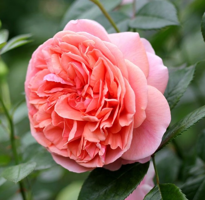 Rosa 'Chippendale'