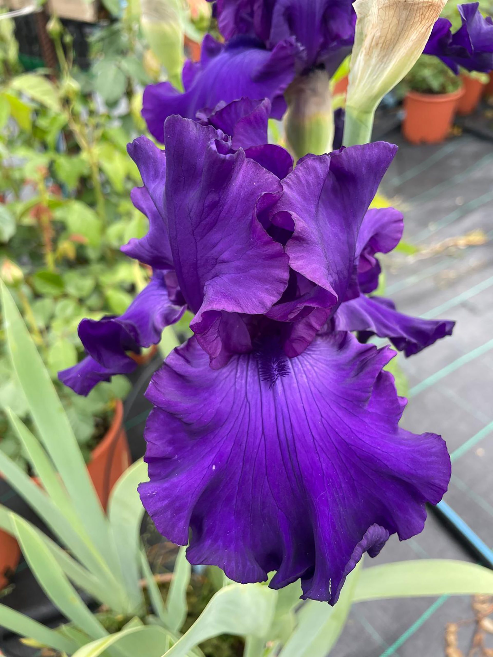 Iris 'Devil's Lake'