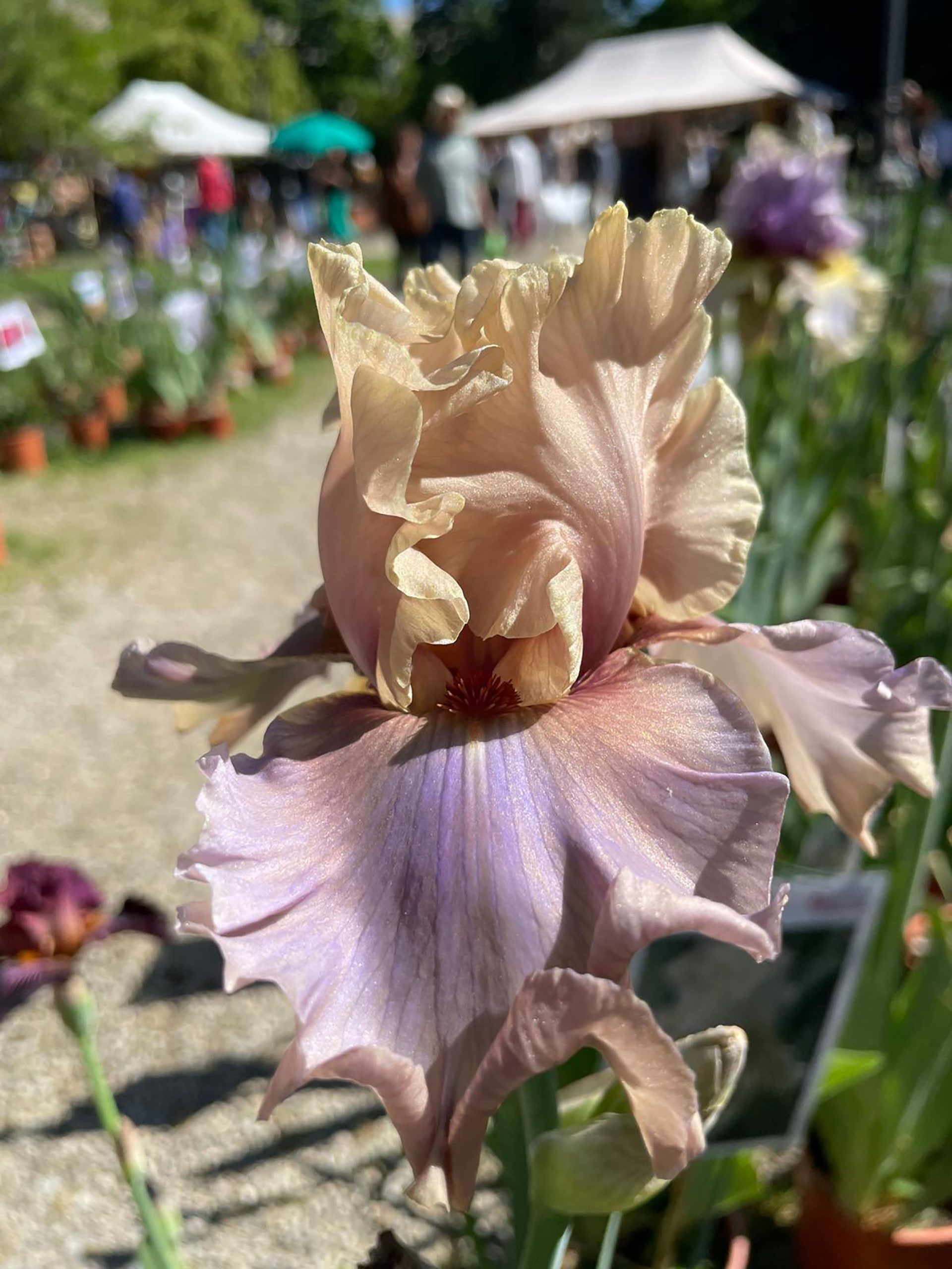Iris 'Enter the dragon'