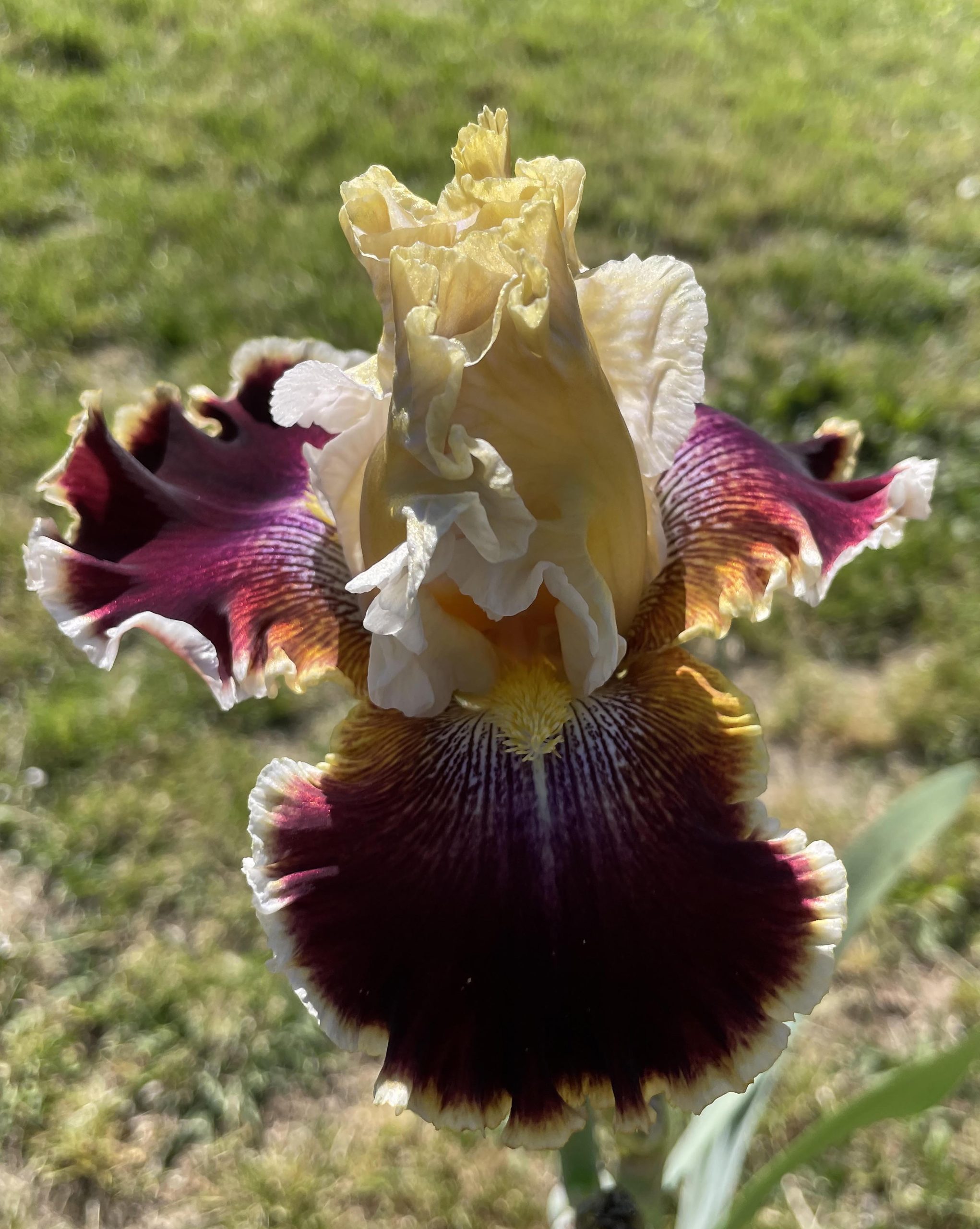 Iris 'Giulietta'