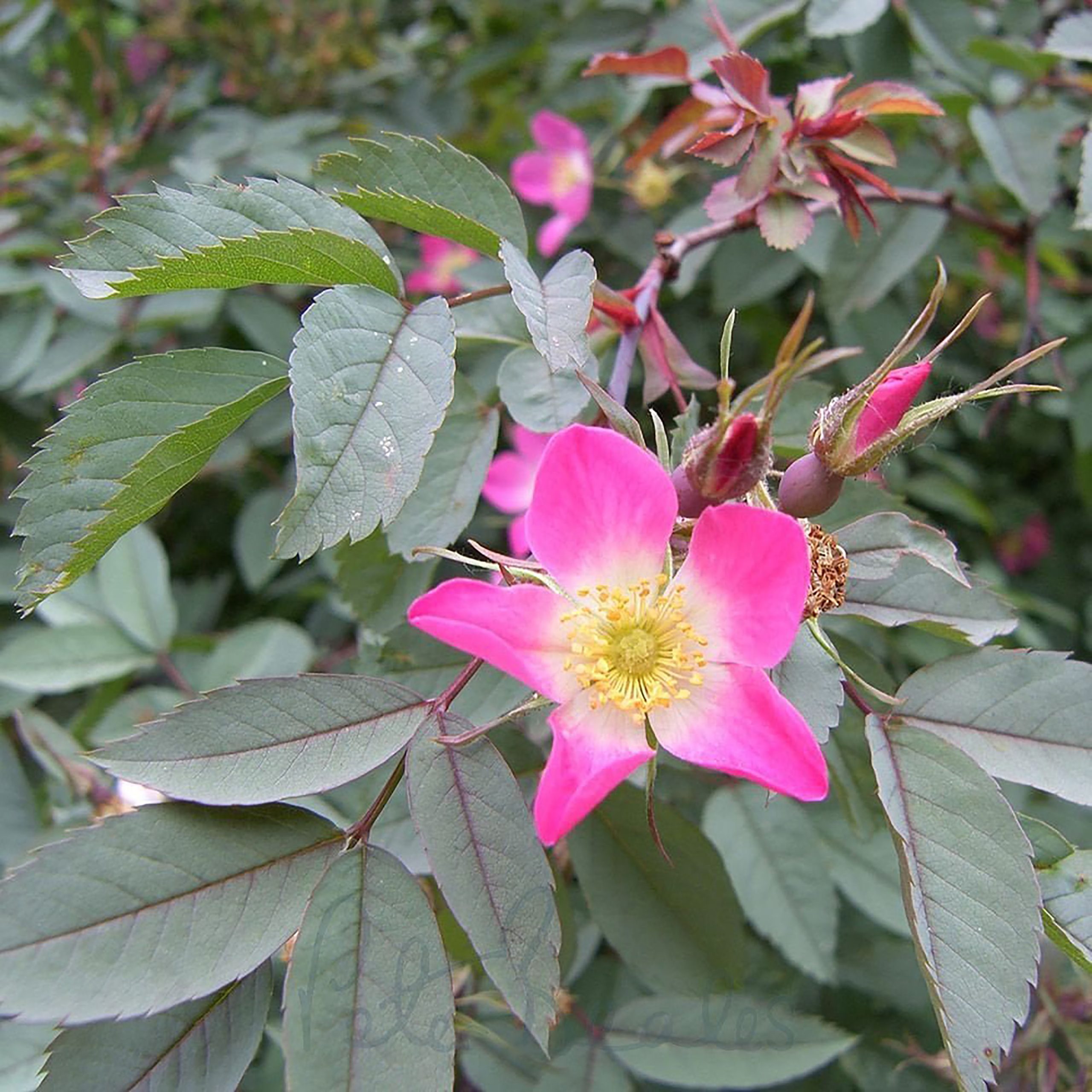 Rosa glauca