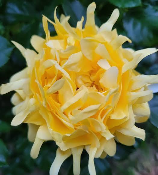 Rosa 'Golden Lady Ruffles'