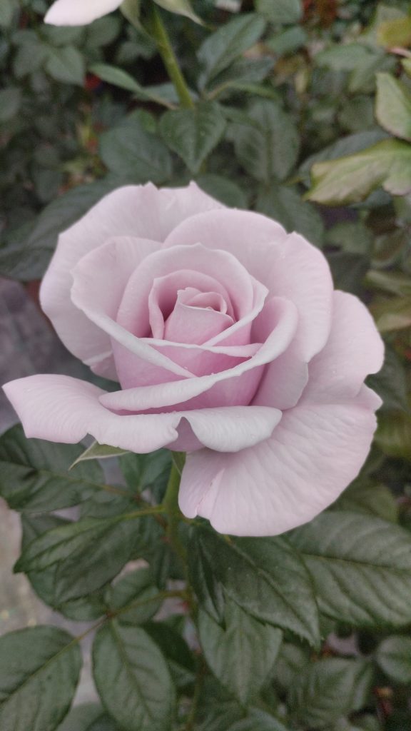 Rosa 'Hopes and Dreams'