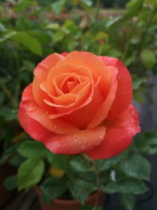 Rosa 'Ibiza'