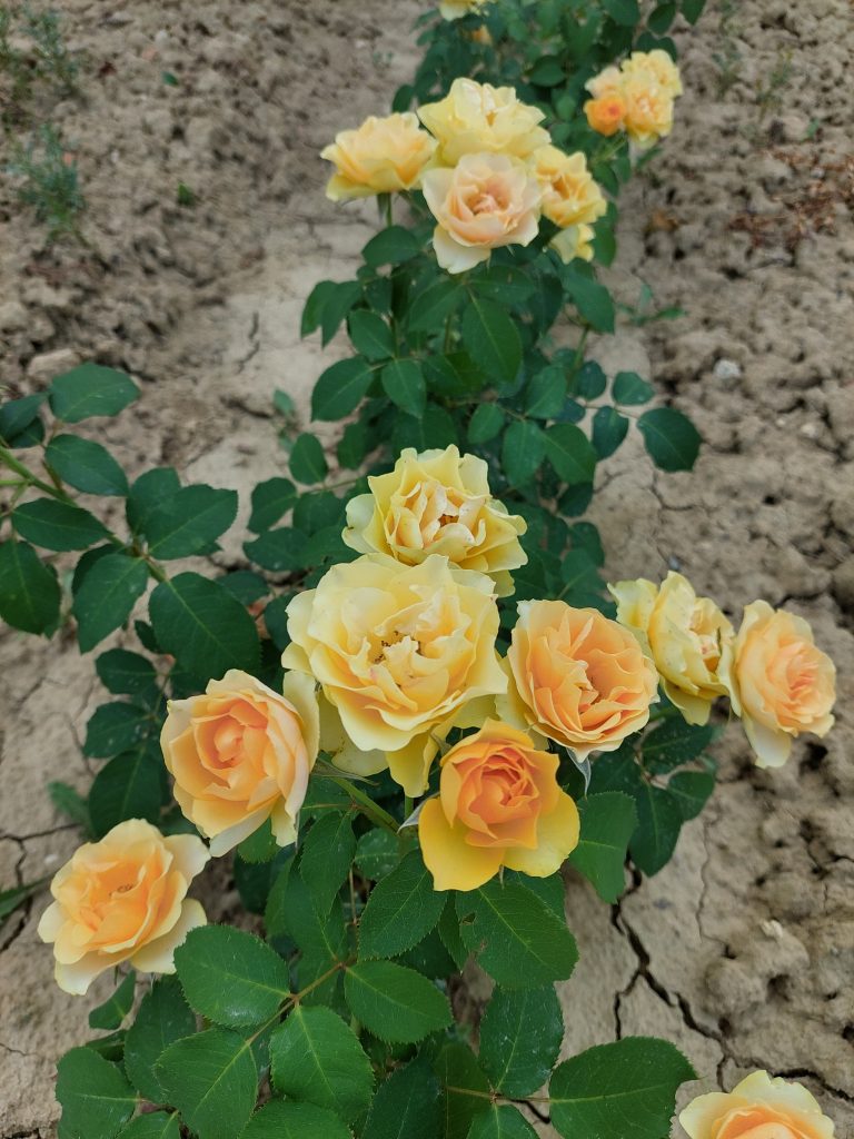 Rosa 'La Reve de Maria Teresa'