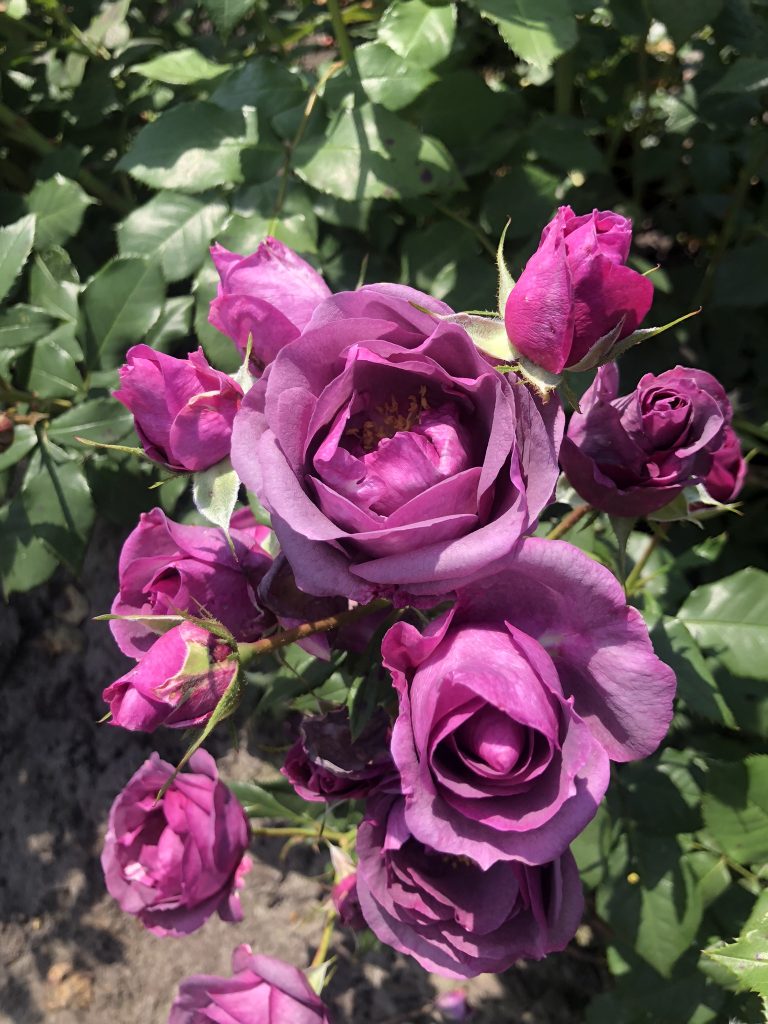 Rosa 'Lunara'