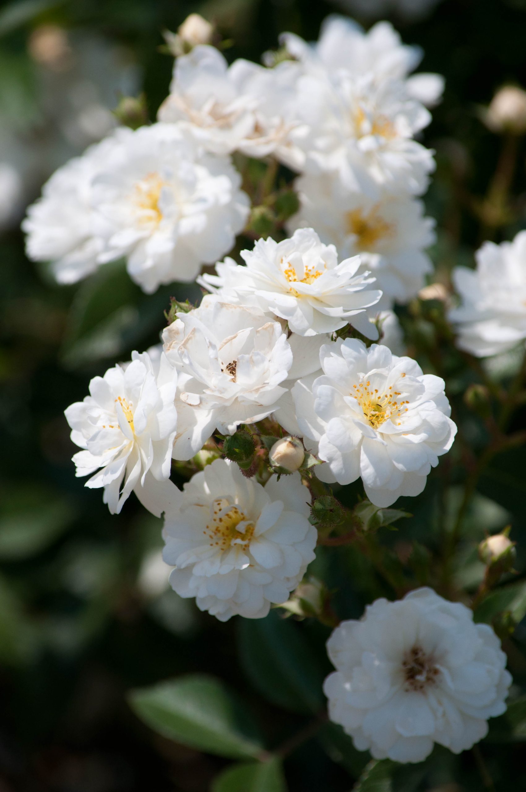 Rosa 'Guirlande d'Amour'