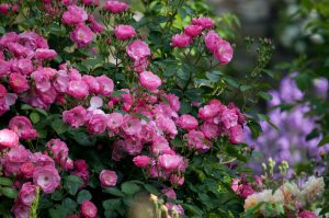 Rosa 'Angela'