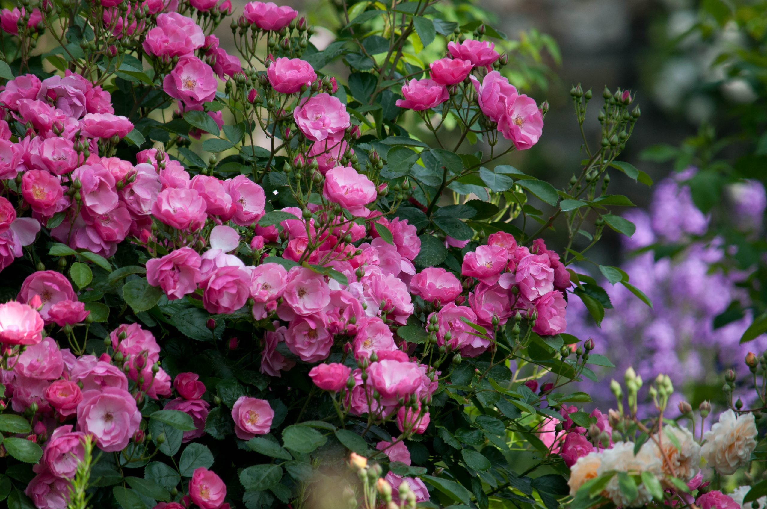 Rosa 'Angela'