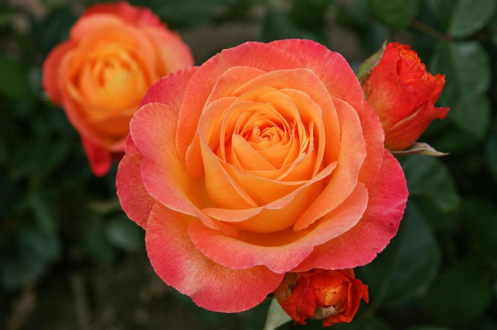 Rosa 'Ibiza'