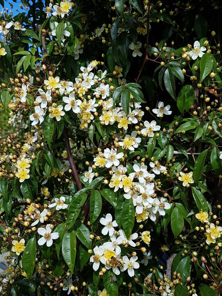Rosa Cymosa