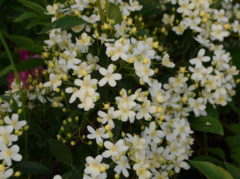 Rosa Cymosa