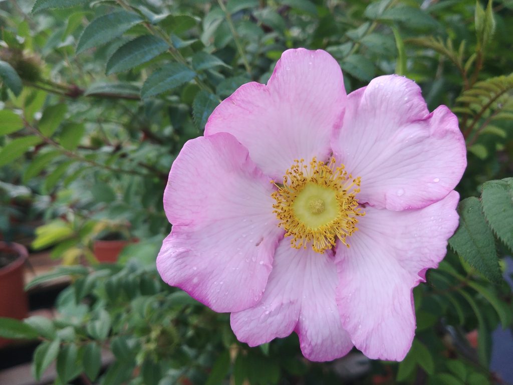 R. roxburghii f. normalis