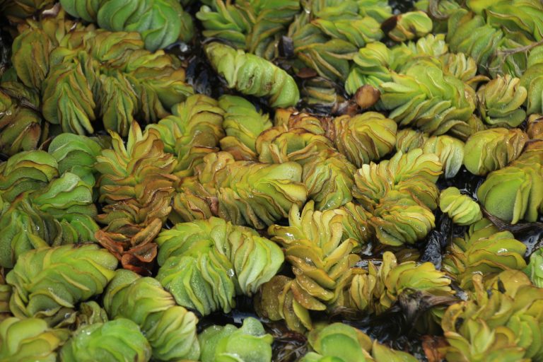 Salvinia ariculata