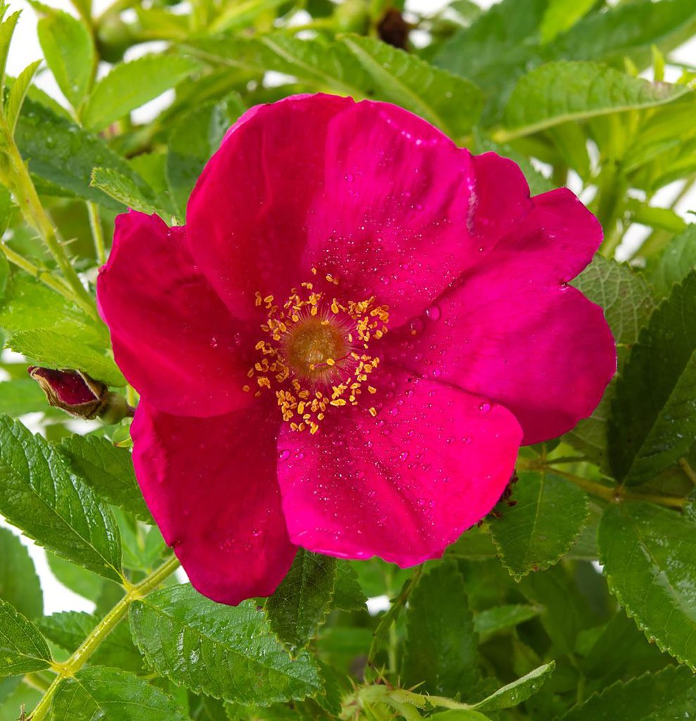 Rosa 'Strandperle Amrum'