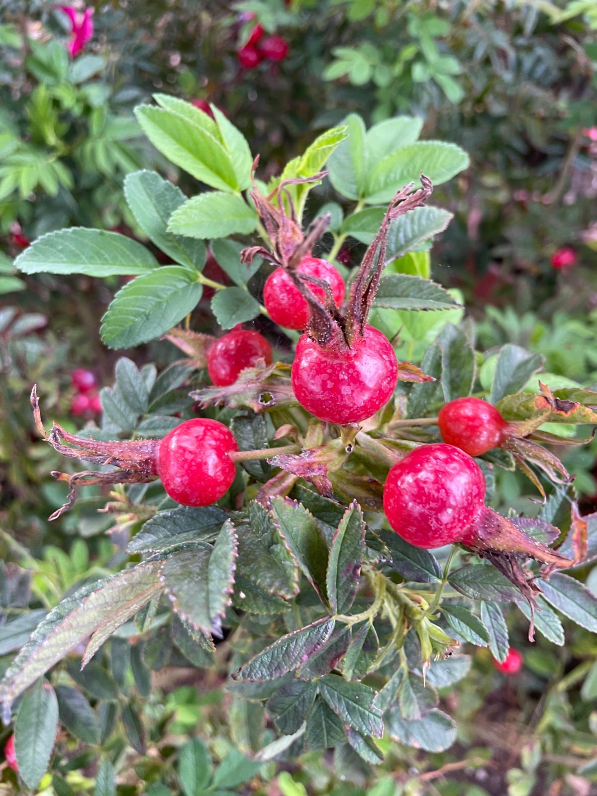 Rosa 'Strandperle Amrum'