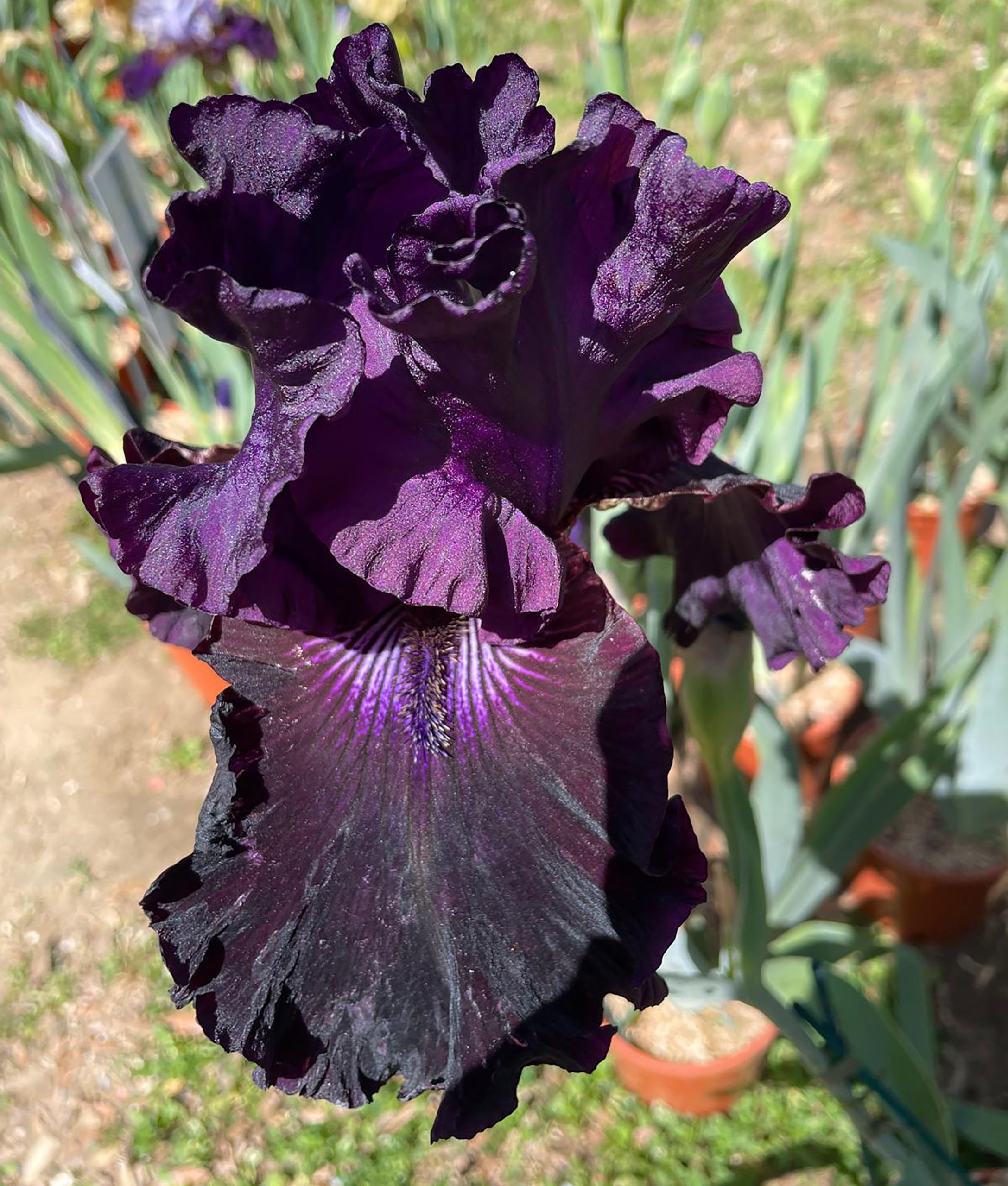 Iris 'Tabaro'
