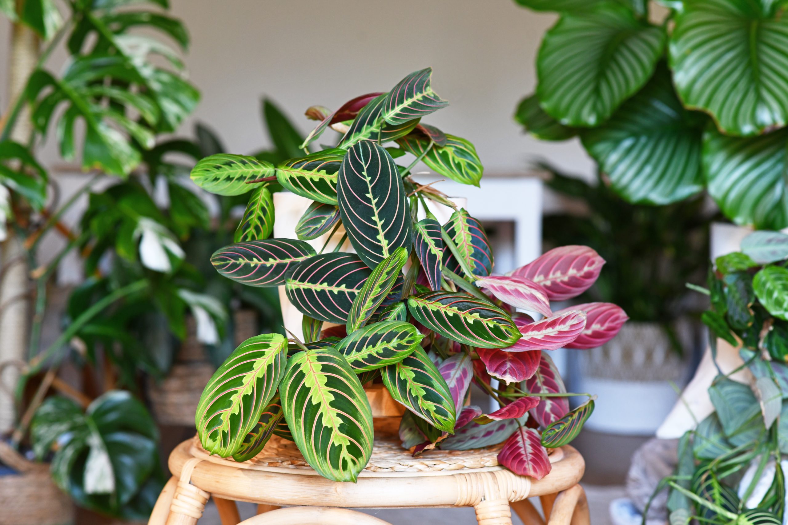 Calathea