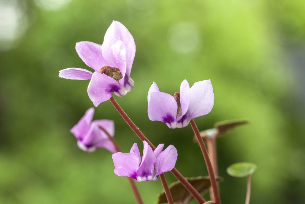 Cyclamen cilicium