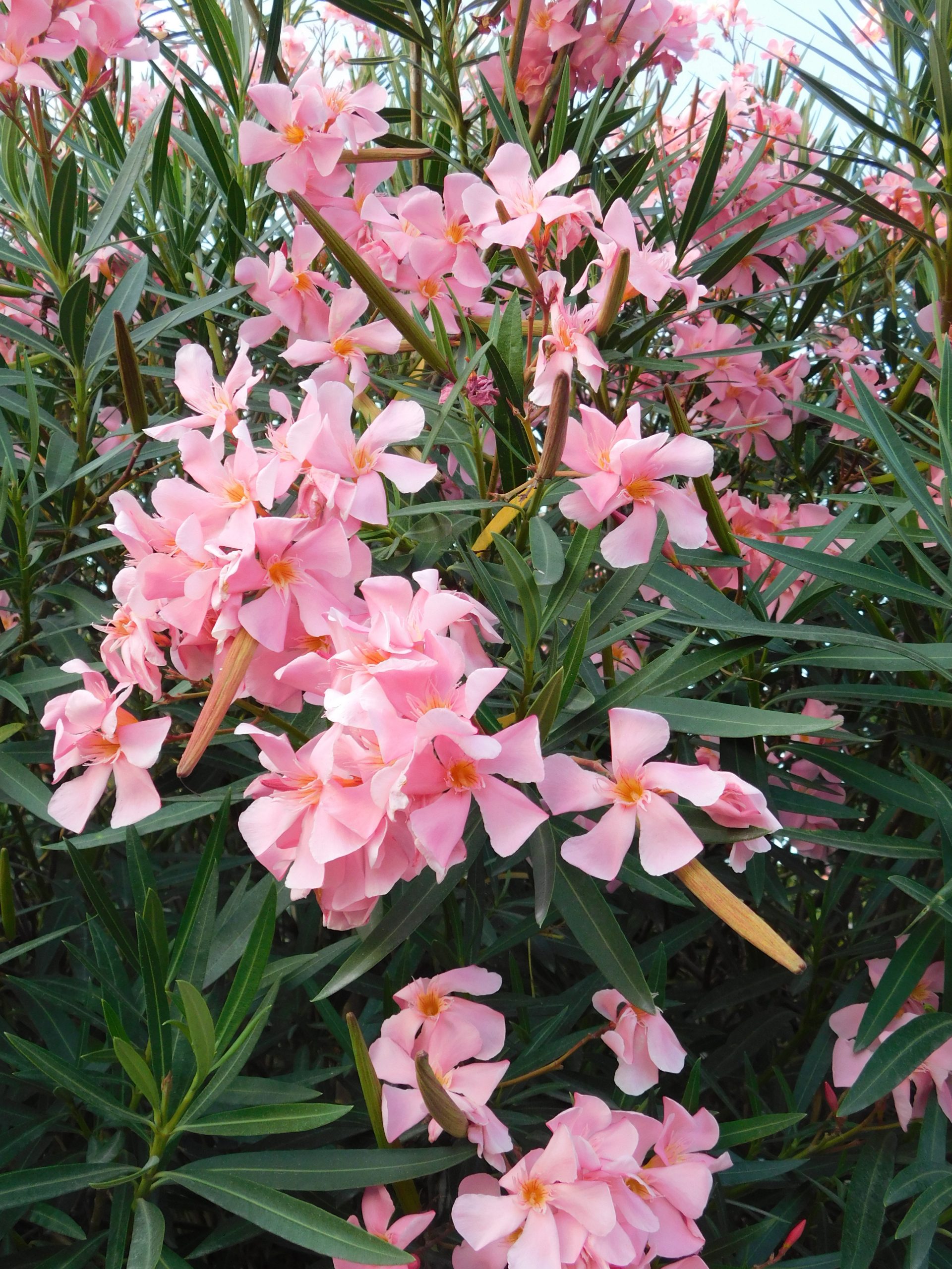 fiori di oleandro rosa