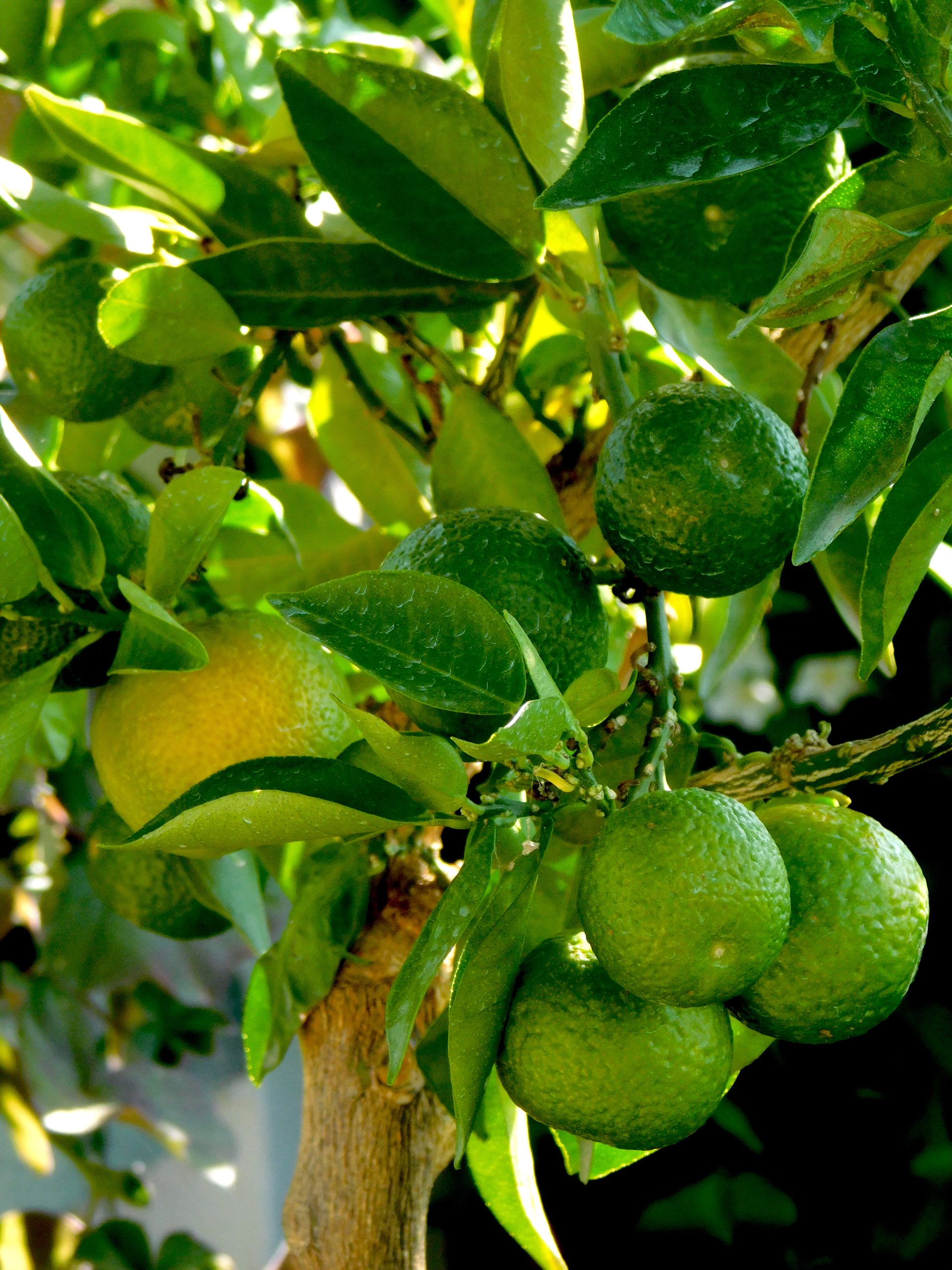 frutti chinotto Di Savona
