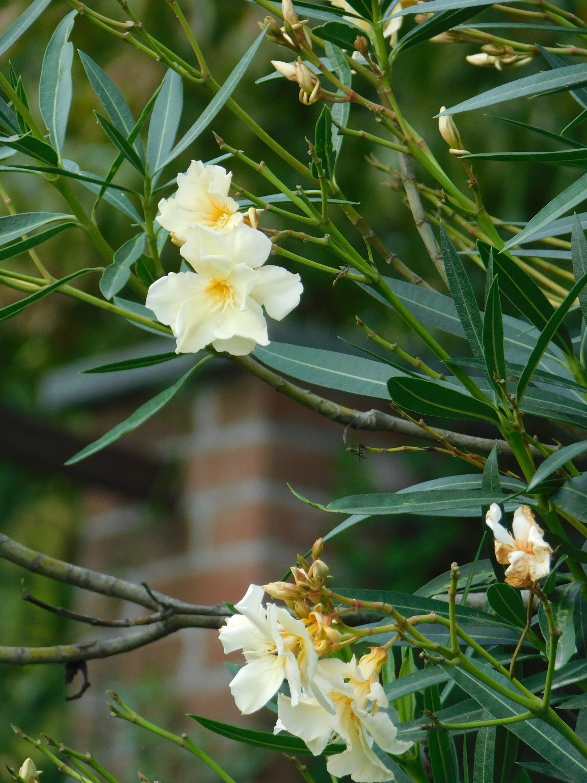 fiori di oleandro bianchi e gialli