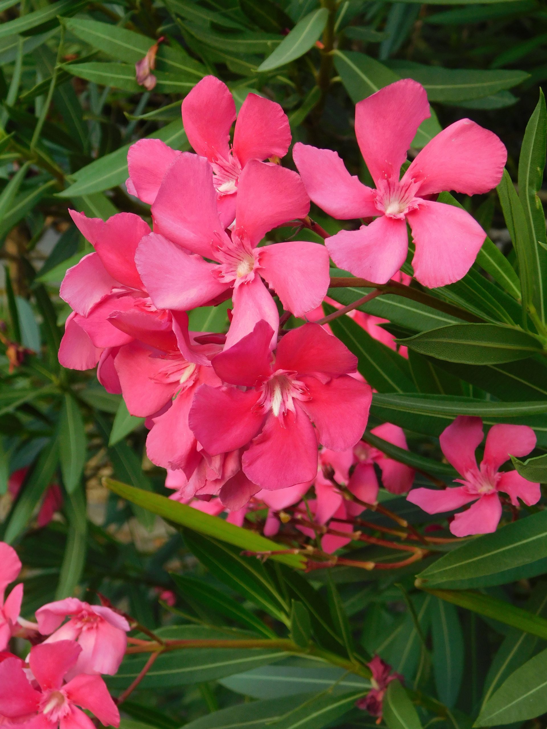 fiori di oleandro rosa acceso