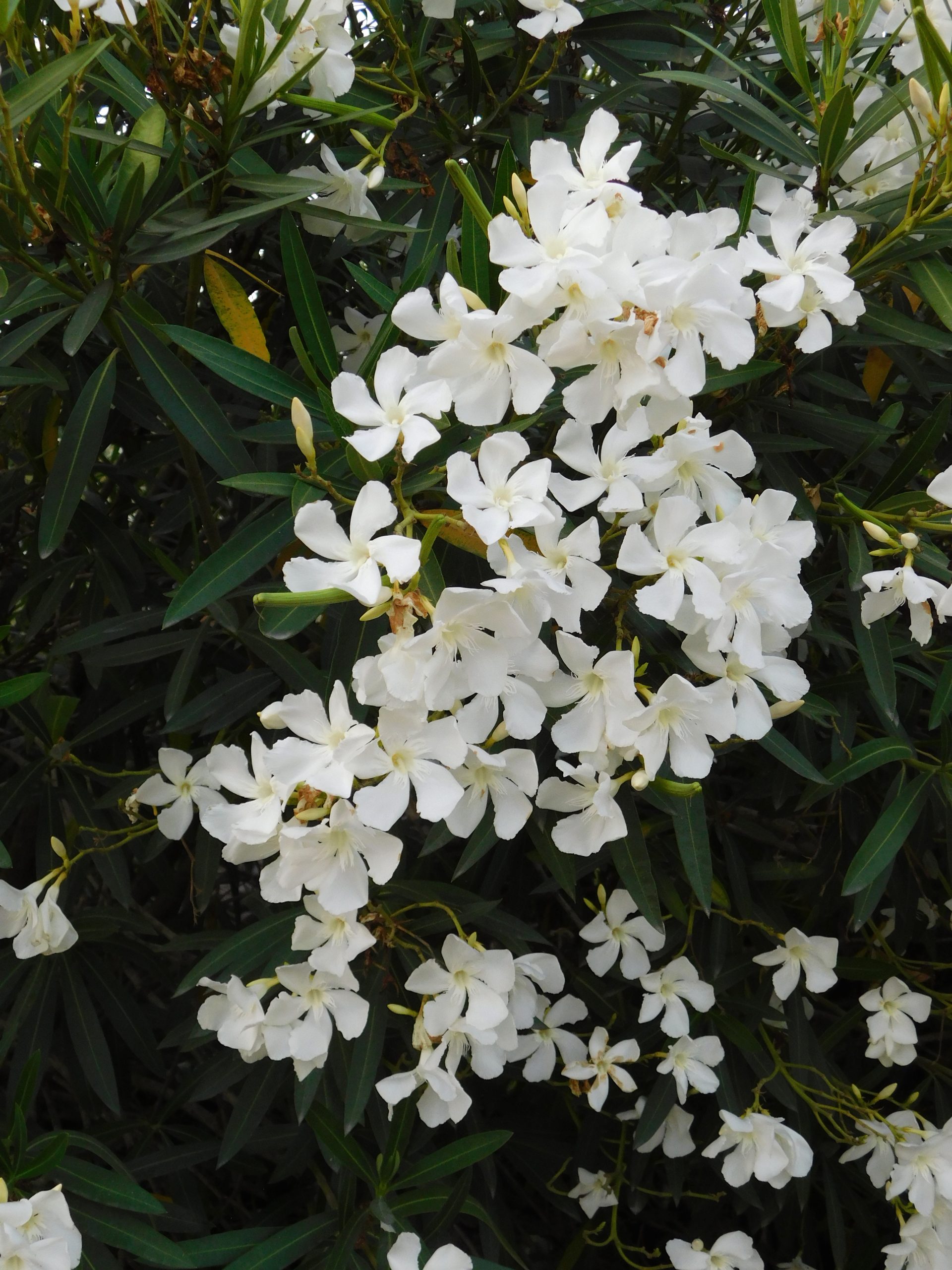 fiori di oleandro bianco