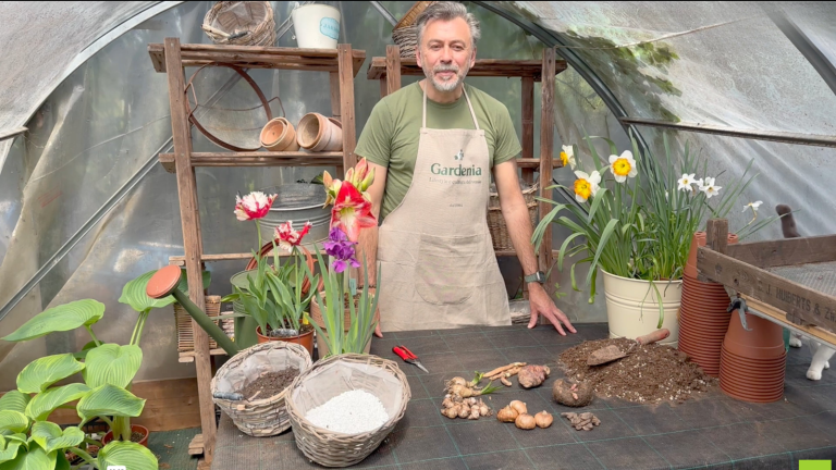 In balcone con le bulbose