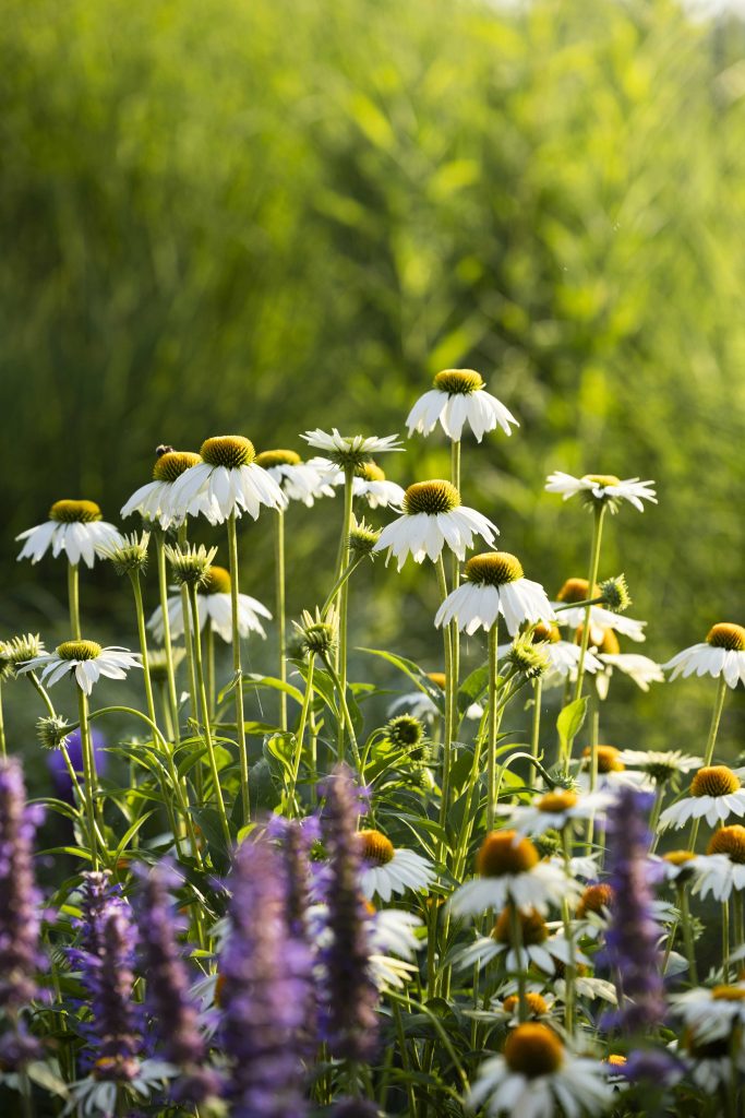 giardino naturale graminacee ornamentali