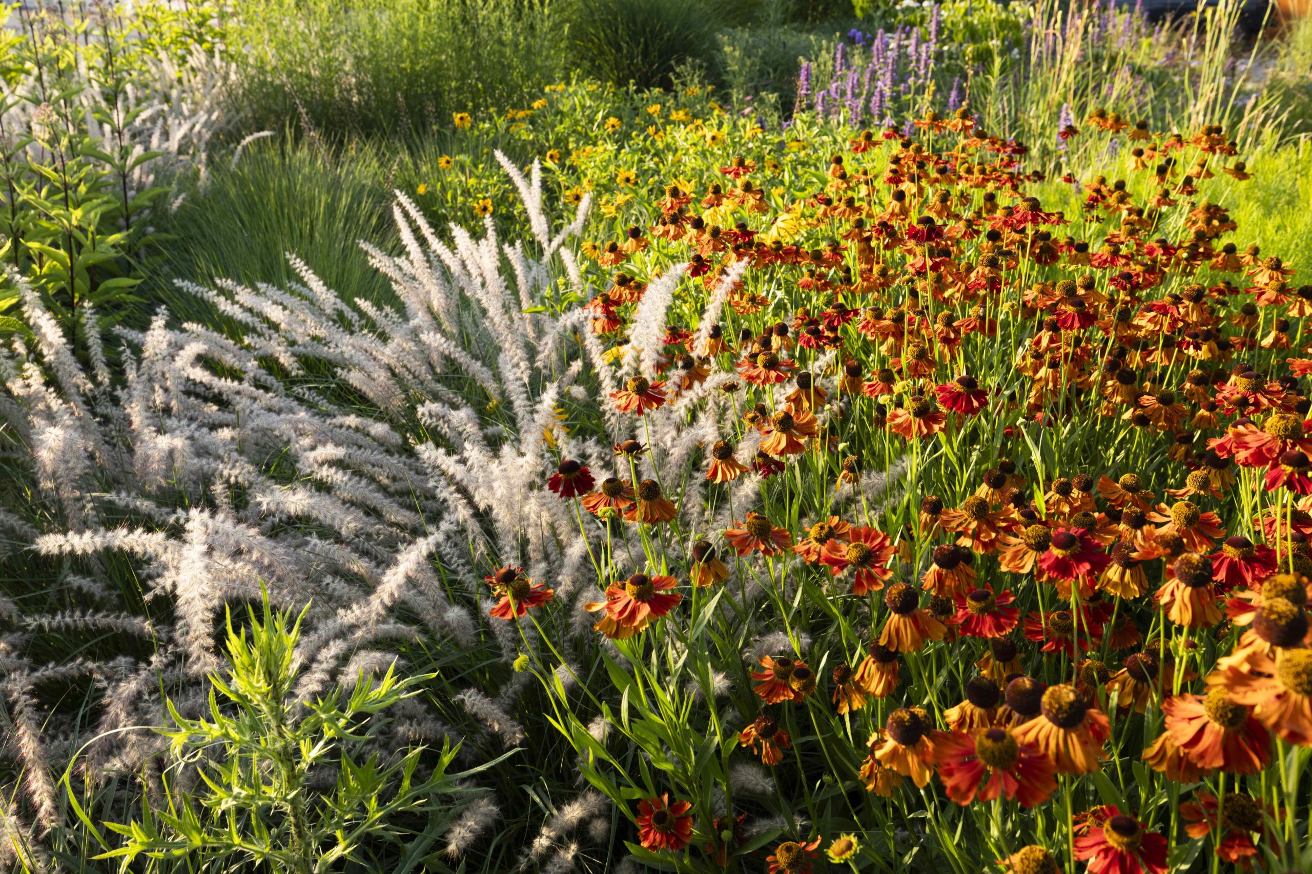 graminacee ornamentali