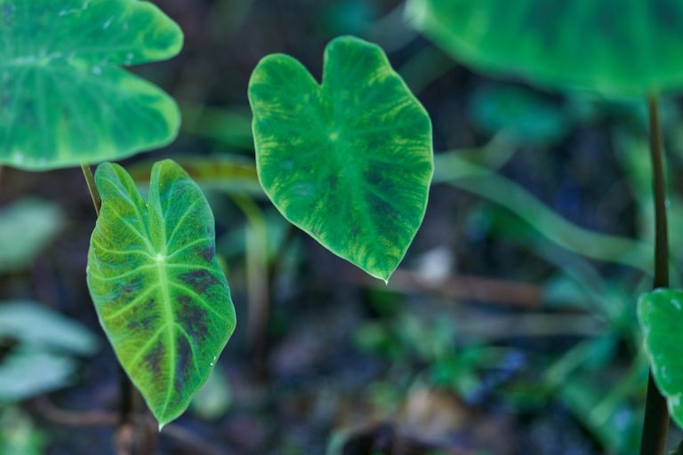 Colocasia