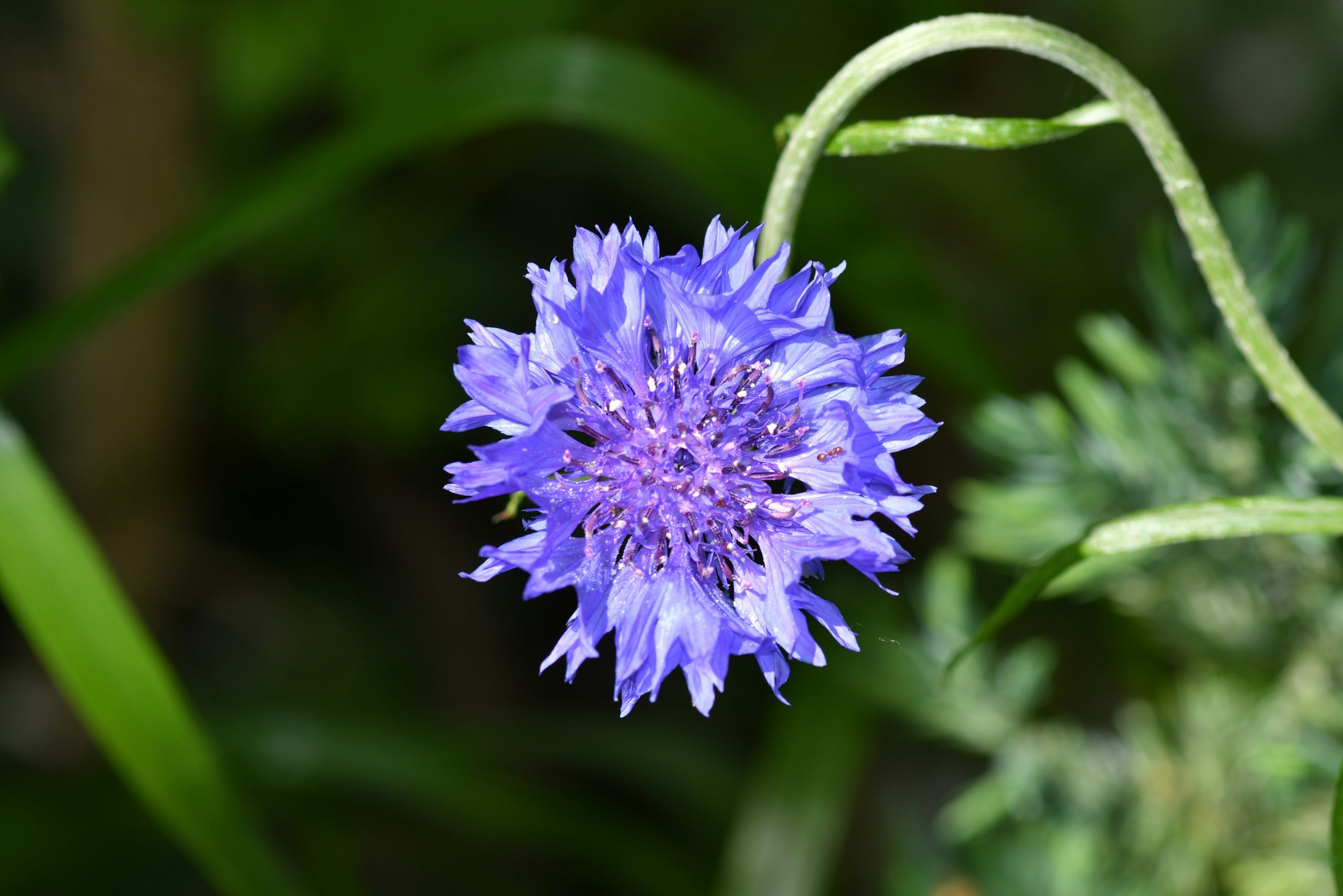 Fiordaliso Centaurea cyanus