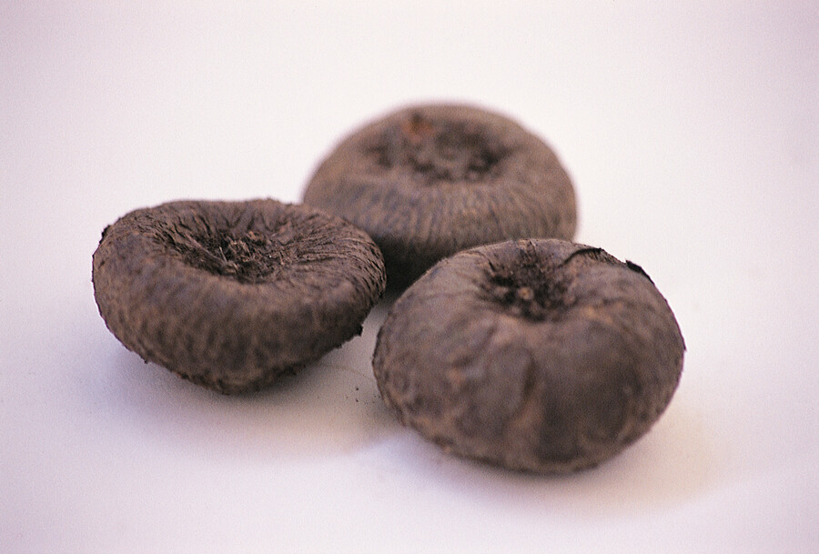 tuberi di Cyclamen persicum