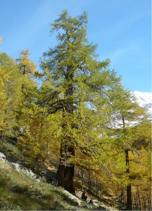 dove vedere gli alberi monumentali
