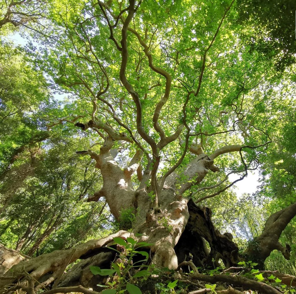 alberi monumentali in italia