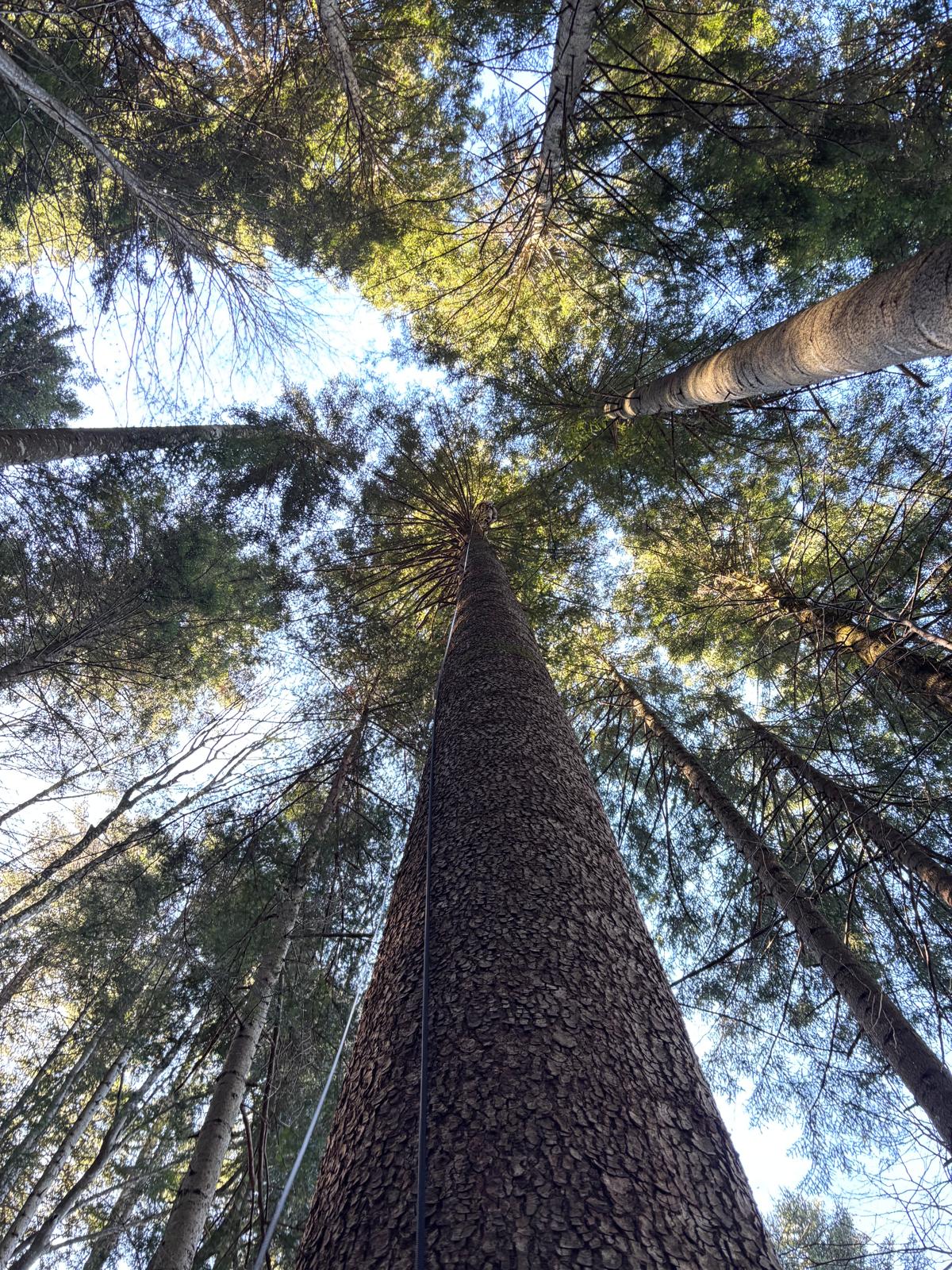 dove trovare gli alberi monumentali