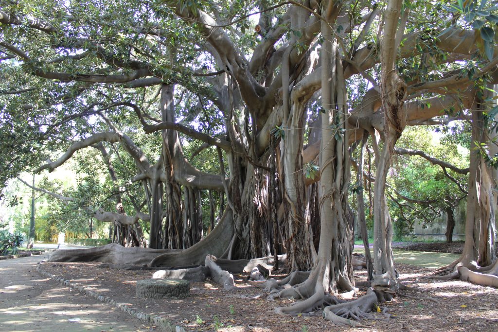 alberi monumentali più belli d'italia