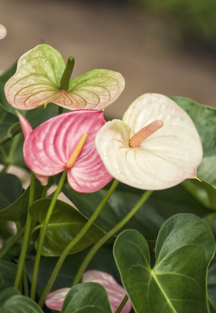 Piante tropicali come curare le piante da foresta pluviale in casa